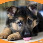 Alman Çoban Köpeği - @almancobankopegi.yavru - Instagram