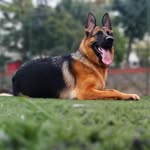 Alman Çoban Köpeği 🇹🇷 - @almancobankopegitr - Instagram