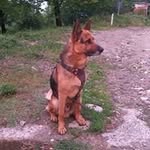 Alman Çoban Köpeği-Malinois - @alman_coban_malinois_tr - Instagram