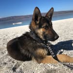 Kurt(k9) - @alman_coban_kurdu - Instagram