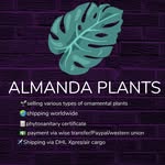 Almanda plants - @almandaplants - Instagram