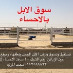 💯سوق الابل بالاحساء💯 - @almarri1403 - Instagram