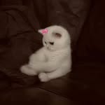 @almassa.almarri - Instagram