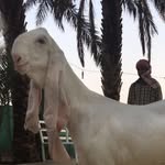 مراح الدره - @almarshdim32 - Instagram