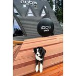 A | L | M | A - the border collie - @alma_the_regal_dog - Instagram