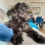 Alma 🐕‍🦺 - @alma.the.schnoodle - Instagram