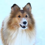 ALMA 🐾 - @alma.thesheltie - Instagram