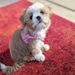 ALMA 🩷 - @alma_the_shih_tzu - Instagram