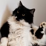 Alma 🐈‍⬛ - @almathesweetie - Instagram