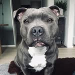 ALMA - @alma.the.staffy - Instagram