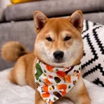 Alma - @alma.theshiba.diva - Instagram