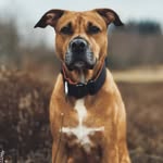 Alma - @alma.thestaffymix - Instagram