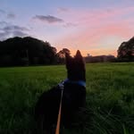 Alma - @alma_the_scottish_terrier - Instagram