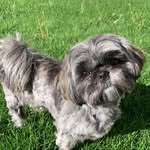 Alma - @alma_the_shihtzu - Instagram