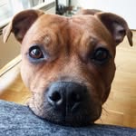 Alma - @alma_the_staffy - Instagram