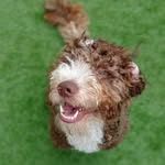 Alma del marismeño - @alma_the_spanish_water_dog - Instagram