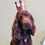 Alma. English Cocker-Spaniel - @alma_thespaniel - Instagram