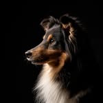 Alma ja Vilma - @almathesheltie - Instagram