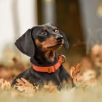 @alma_thesausage - Instagram