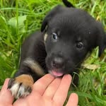 Almapuppy - @almatheshollie - Instagram