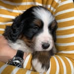 alma.the.swiss.berner - @alma.the.swiss.berner - Instagram