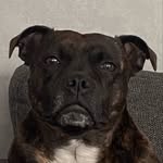 Hoppingham's Addicted to you - @almathestaffy - Instagram