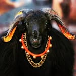RAAVAN🦁 - @almatti_sheep_lovers_06 - Instagram