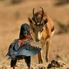 ALmatz - @almatz2 - TikTok