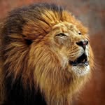 @alexander_artists - @lions_roar_by_alexander_mcbeth - Instagram