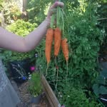 Al McGee - @backgardenveg - Instagram