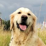 Miles 🐾 - @milesneverwalkalone - Instagram