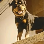 Al Minor _25 - @solo_sanfor_ - Instagram