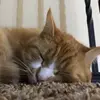 Alan Minor - @alanminor68 - TikTok