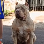Almir Rogério - @almir.pit.kennel - Instagram