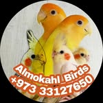 طيور البحرين - @almokahl_bird - Instagram