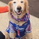 Al Monaco - @jake_the_airport_dog - Instagram