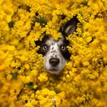 Alessia Monaco Pet photography - @alessiamonaco.petphotography - Instagram