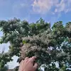 almook.0017 - @almook.0017 - TikTok