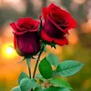 AlMuneer - @zaheer.khan8383 - TikTok
