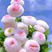 Abu Al Naim - Facebook