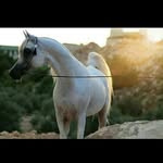 Al Nile Stud🌹 - @arabian.horse.al.nile.stud - Instagram