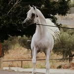 Al Nile Stud - @al_nile_stud - Instagram