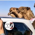 نايف مسعاد الرشيدي - @alnofi11.11 - Instagram