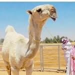 عبدالله الـنـفـيـعـيء - @alnofiei - Instagram