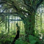 Alwyn Oak - @alwynoak - Instagram