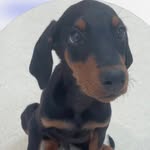 @alpace_dobermann - Instagram