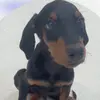 AlpaceLeDobermann - @alpaceledobermann - TikTok