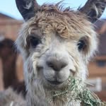 Al Packer - @alpacker4655 - Instagram