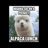 AL Packer - @alpacker1 - TikTok