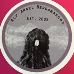 Alp Angel Bergamascos and Chinese Cresteds - @alpangelbergamascos - Instagram